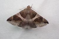 Dysgonia algira