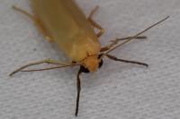 Indalia pygmaeola pallifrons