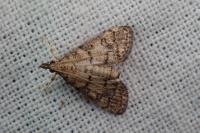 Metasia cuencalis bourgognei