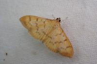 Patania balteata