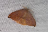 Watsonalla uncinula