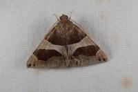 Dysgonia algira