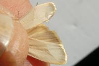 Wittia sororcula