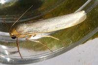 Eilema caniola