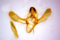 Homoeosoma inustellum