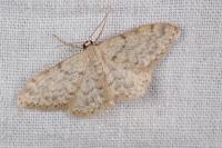 Idaea alyssumata