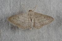 Idaea elongaria