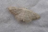 Idaea elongaria
