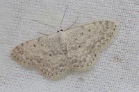 Scopula marginepunctata