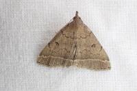Zanclognatha zelleralis