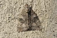 Catocala nupta