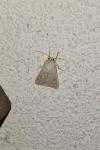 Mythimna vitellina