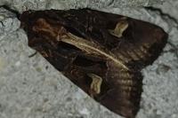 Trigonophora flammea
