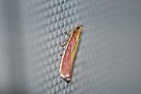 Oncocera semirubella