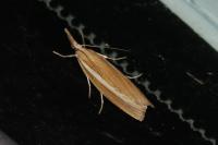 Agriphila selasella