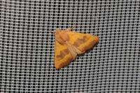 Atethmia centrago