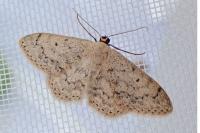 Scopula marginepunctata