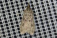 Eudonia truncicolella