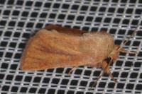 Denticucullus pygmina