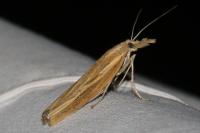 Agriphila tristella