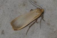 Katha depressa