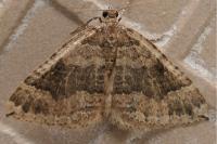 Larentia malvata