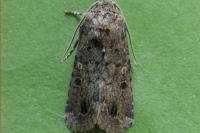 Spodoptera cilium