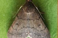 Nodaria nodosalis