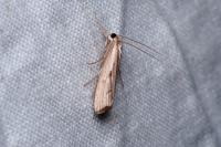 Agriphila geniculea