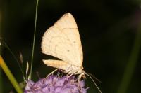 Eulithis testata