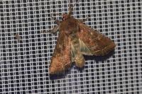 Lacanobia oleracea