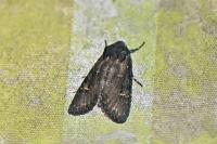 Aporophyla nigra