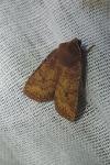Conistra vaccinii