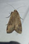 Noctua pronuba
