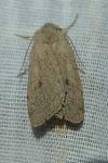 Xestia castanea