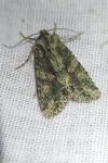 Dryobotodes eremita