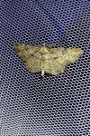 Peribatodes rhomboidaria rhomboidaria