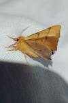 Ennomos erosaria