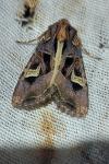 Trigonophora flammea