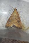 Udea ferrugalis