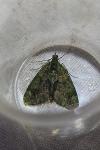 Chloroclysta siterata