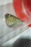 Chloroclysta siterata
