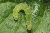Hypena proboscidalis