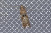 Phycita roborella