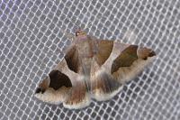 Dysgonia algira