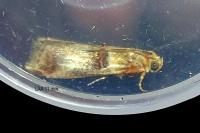 Acrobasis tumidana
