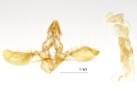Acrobasis tumidana