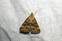 Pyrausta despicata