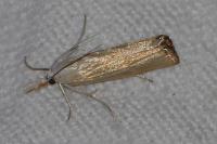 Agriphila straminella