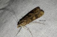 Nomophila noctuella